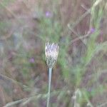 Xeranthemum cylindraceum Fruto
