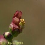 Scrophularia oblongifolia অন্যান্য