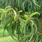 Acacia auriculiformis Blad