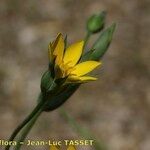 Blackstonia imperfoliata Fleur