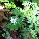 Dicentra canadensis पत्ता