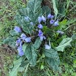 Mandragora officinarum Natur