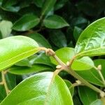 Ocotea mollifolia برگ