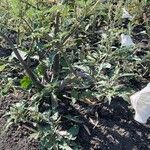 Datura ceratocaula Hábito