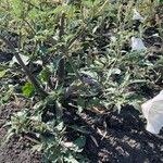 Datura ceratocaula Habit