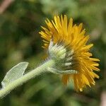 Inula oculus-christi 花