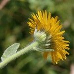 Inula oculus-christi Fleur