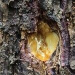 Cylicodiscus gabunensis 树皮