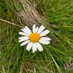 Leucanthemum ircutianum Квітка