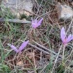 Colchicum longifoliumKwiat