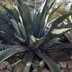 Agave shaferi Blad