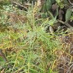 Sonchus leptocephalus Lapas