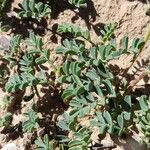 Dalea boliviana 葉