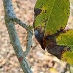 Aesculus × bushii Bark