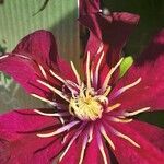 Clematis viticella फूल