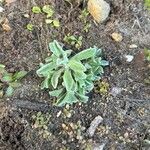 Antennaria parvifolia Листок