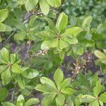 Myrica gale Blad