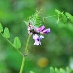 Lathyrus niger ഇല