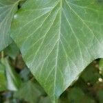 Hedera helixList