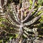 Kalanchoe delagoensis Leaf