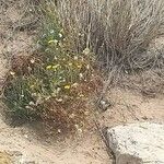 Launaea fragilis Flower