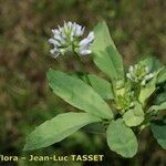 Trigonella caerulea Flor