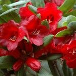 Rhododendron neriiflorum Floro