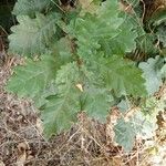 Quercus petraea叶