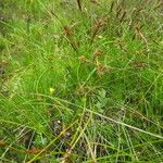Carex davalliana 花
