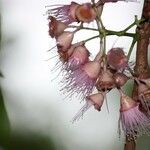Syzygium cordemoyi Flor