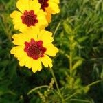 Coreopsis tinctoria花