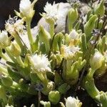 Delosperma lineare Fruto