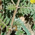 Tribulus zeyheri Blad