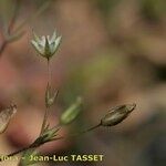 Sabulina tenuifolia Çiçek