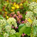 Hedera azorica Blüte