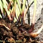 Cyperus laevigatus অন্যান্য