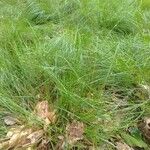 Carex remota Folla