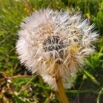 Taraxacum braun-blanquetii Flower