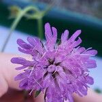 Knautia illyrica Kvet