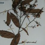 Ouratea francinae Diğer