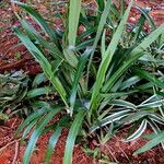 Dianella ensifolia Habit