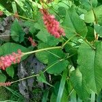 Persicaria orientalisFlor