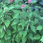 Salvia involucrata برگ