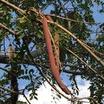 Cassia abbreviata Fruit