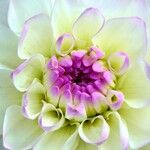 Dahlia × cultorum Blomst