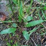 Crepis paludosa Blad