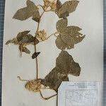 Clematis buchananiana Altres