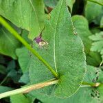 Bistorta amplexicaulis Frunză