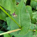 Bistorta amplexicaulis Foglia