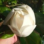 Magnolia grandifloraफूल